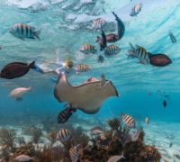 Beautiful fish & corals in Cayman