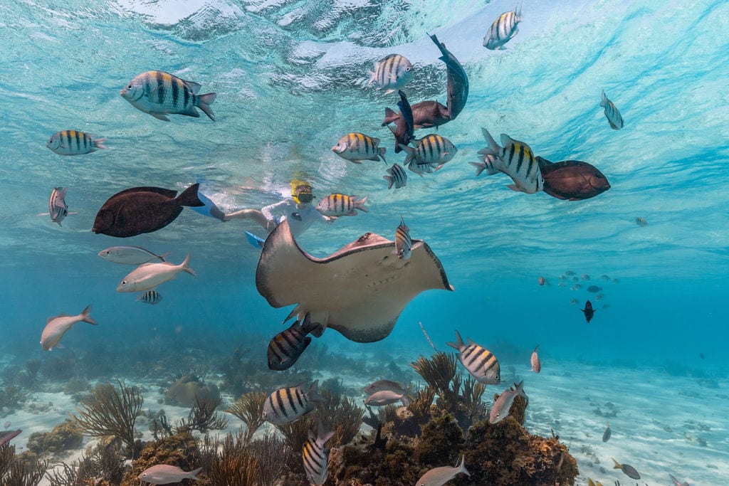 Learn to snorkel in the Cayman Islands